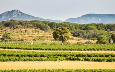 Participation aux Estivales de Pézenas !